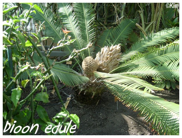 Dioon edule Dioon_12