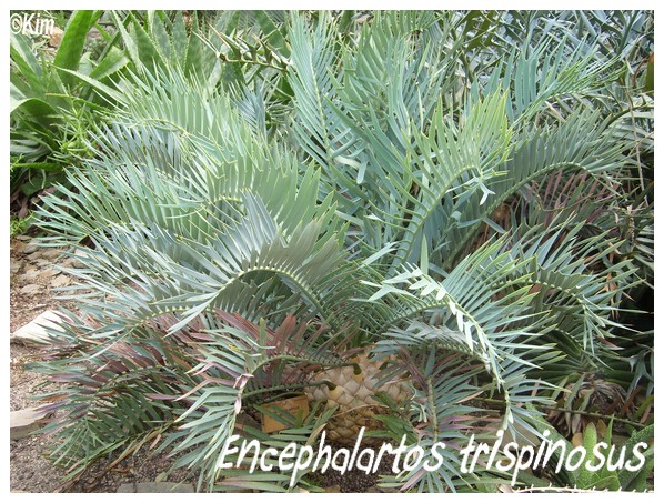 Encephalartos trispinosus Enceph12