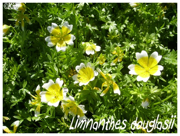 Limnanthes douglasii , couvre-sol rustique? Limnan10