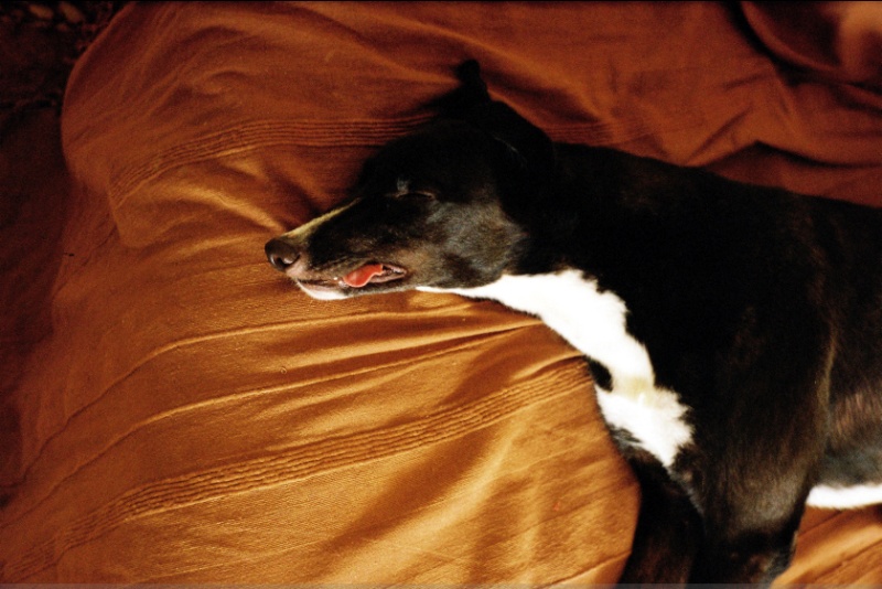 Greyhound Kimba - Page 2 Spavan10