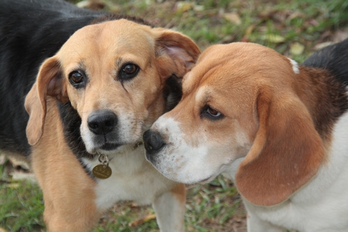 PENNY, beagle femelle, 12 ans, SPA de chateaudum - en FA chez moi  215