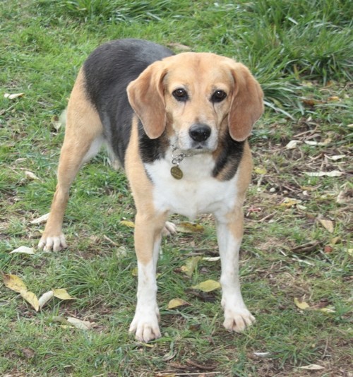 PENNY, beagle femelle, 12 ans, SPA de chateaudum - en FA chez moi 312