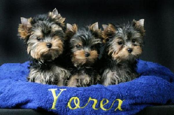 YORKSHIRE TERRIER Yorksh12