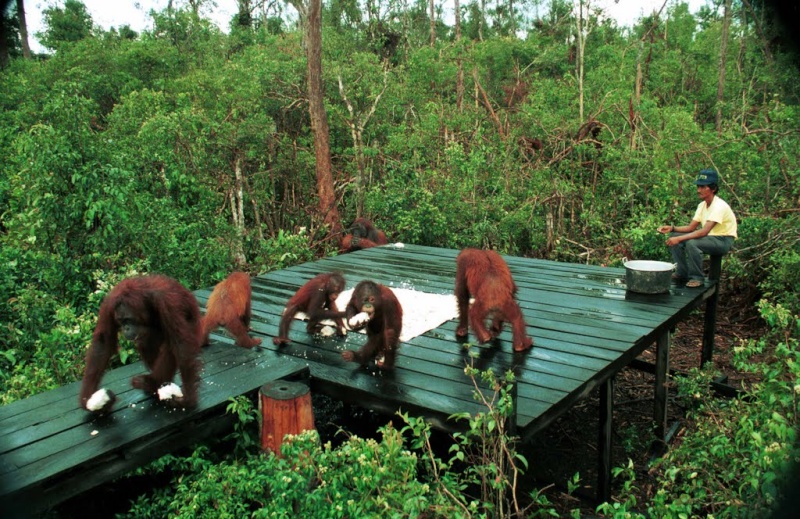 [Indonésie] - Camp Leakey (Kalimantan, Tenggah), centre de recherche sur l'oran-outang 34799410