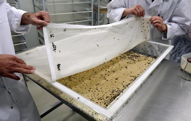 Dans la Drôme, une fabrique géante d'insectes utiles Part-p11