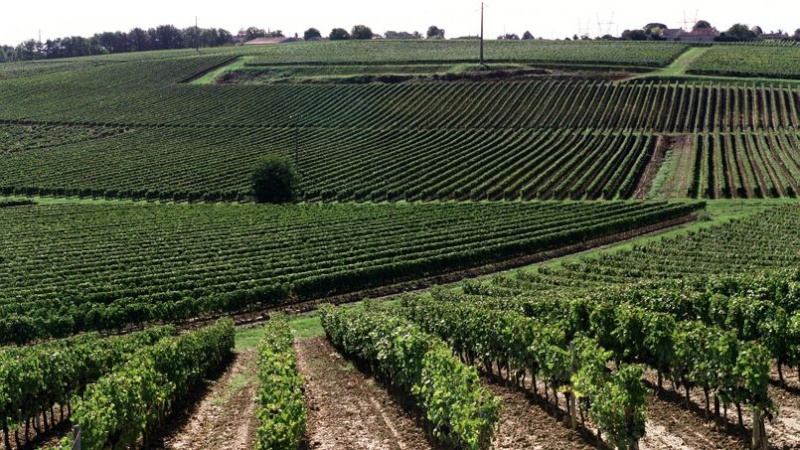 Le vignoble bordelais durement touché par les orages Phof8a10