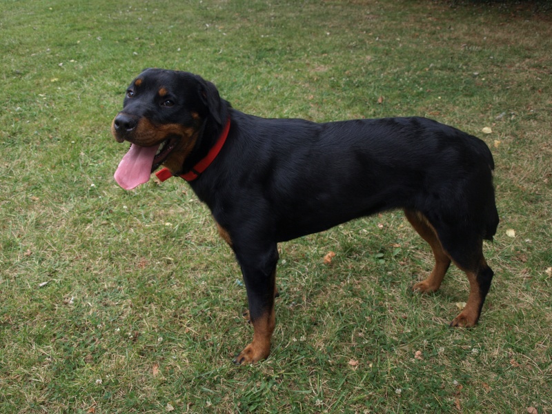 CASSIE / DAIKA Rottweiler (dpt 86) P8100511