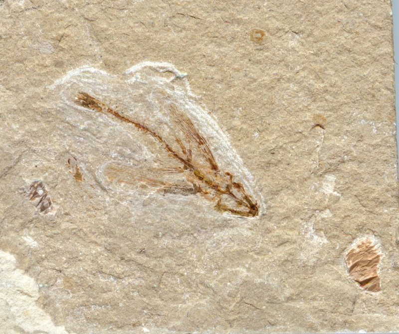 Poisson-volant fossile Phacop22