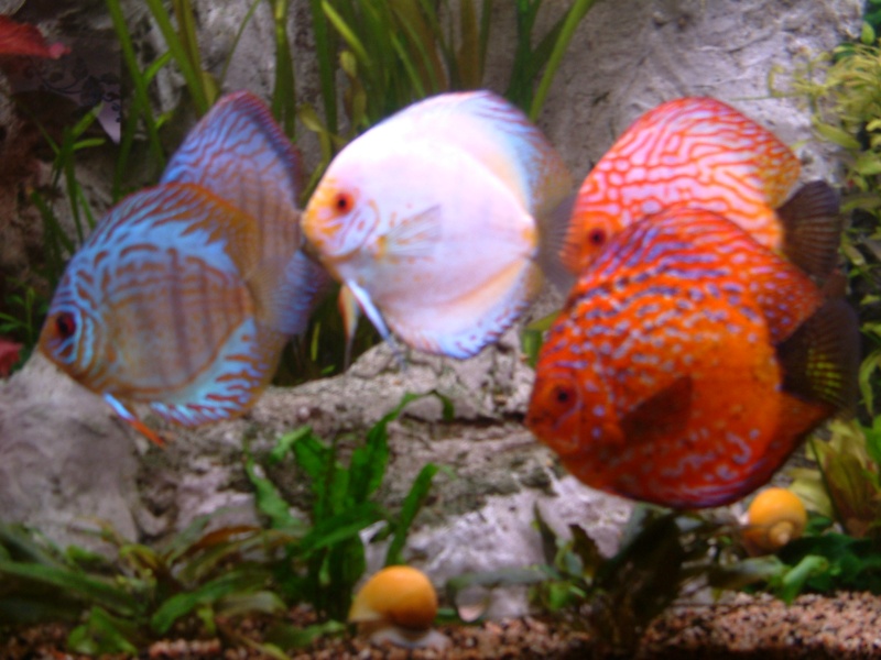 mes discus Photo_16