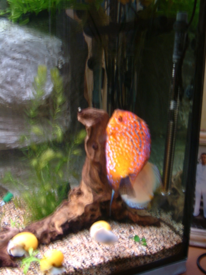 mes discus - Page 2 Photo_35