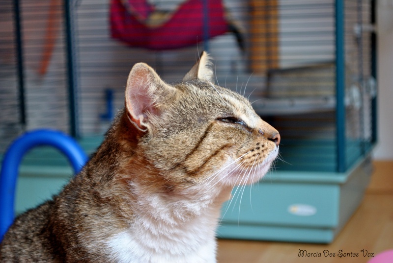 Chats et Chiens Dsc_0120