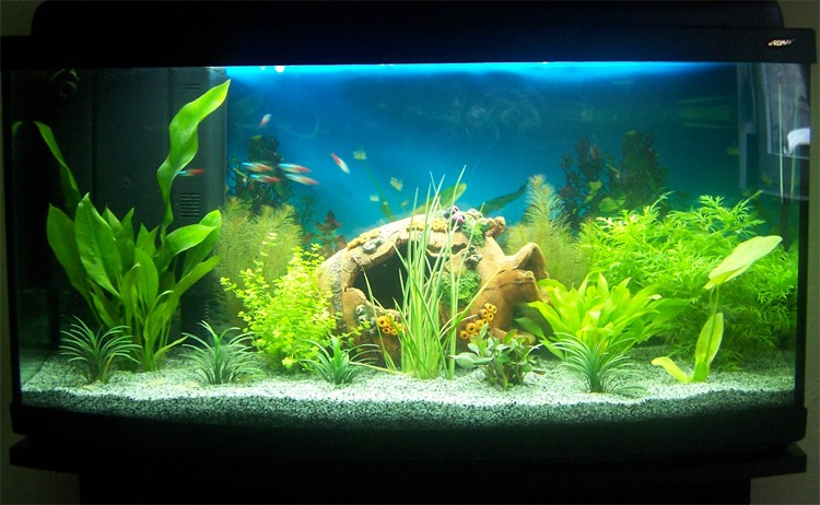 mon deuxieme aquarium Aquari12
