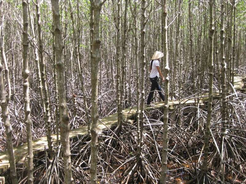 Mangrove au Sud Vietnam Img_7111