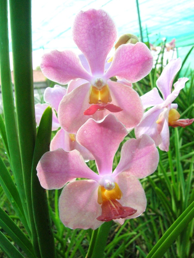 Orchidées photographiées en Thailande et au Laos! P1070914