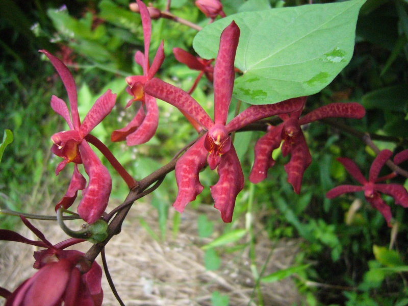 Orchidées photographiées en Thailande et au Laos! P1070915