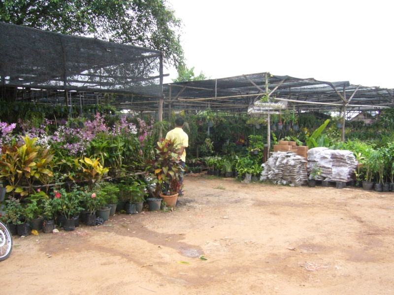 Orchidées photographiées en Thailande et au Laos! P1070917