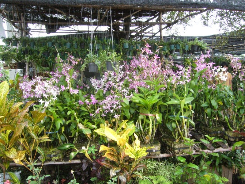 Orchidées photographiées en Thailande et au Laos! P1070918