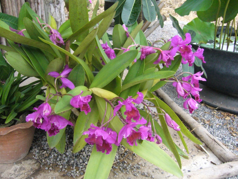 Orchidées photographiées en Thailande et au Laos! P1070921