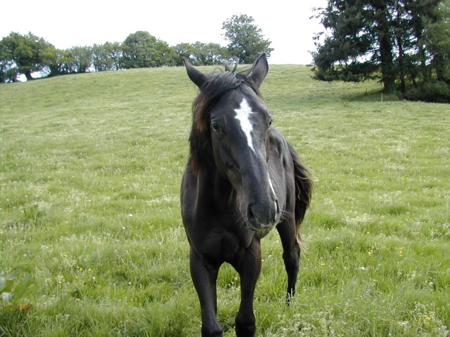 PHAYRILAND - SF né en 2003 - adopté en août 2010 par nadège  Phayri10