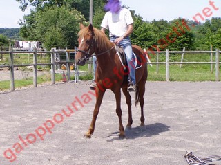 REINE BRIANGAULT - TF née en 2005 - adoptée en septembre 2010 par Didier Reine210