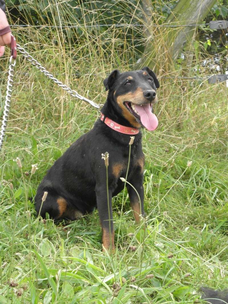 TITOU - x jadg terrier  10 ans - Refuge de Filemon  à Amiens (80) P8080613