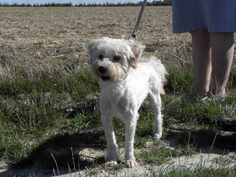 CESAR X CANICHE NE EN 2008 REFUGE FILEMON (80) - ADOPTE P8210120