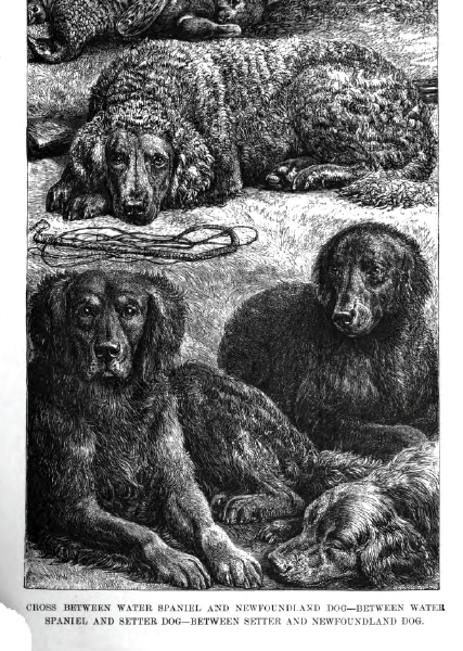 Dog breaking: the most expeditious, certain and easy method - 1865 Breaki10
