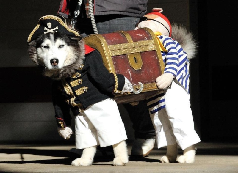 Encore un soi-disant chien méchant qu'on veut abattre  - Page 14 48443410