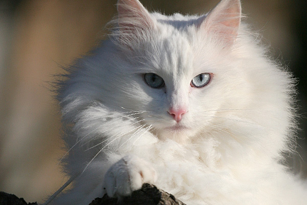 Image De Votre Chat Image De Votre Chat