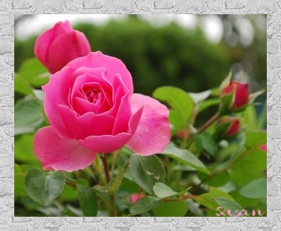 Roses du jardin 3_1110