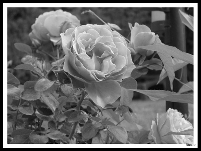 Roses du jardin Copie_12