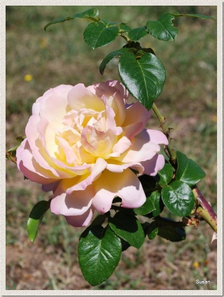 Roses du jardin Dsc_2612
