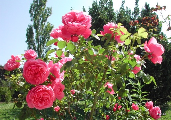 Roses du jardin Photo_10