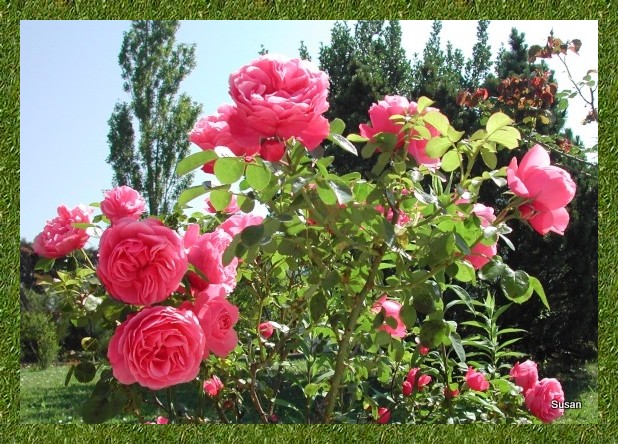 Roses du jardin Photo_11