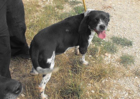  CACHOU, croisé beagle/épagneul mâle, 6 ans (16) Dscf2110