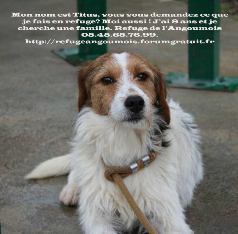 16 - 20 chiens à faire adopter avant 13 jours !! Refuge de l'Angoumois Mornac 16   Titus10