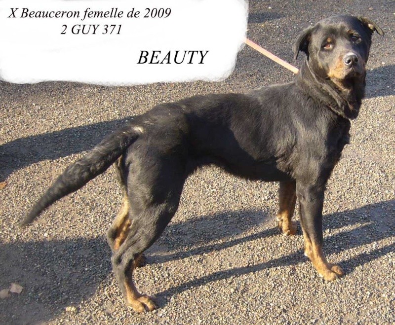 BEAUTY- croisée beauceron Partenariat Chiens de l'Espoir (CDE) Xbeauc12