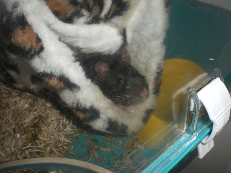 Gonzdo rat male standard hooded noire poils lisse (76) Imgp4610
