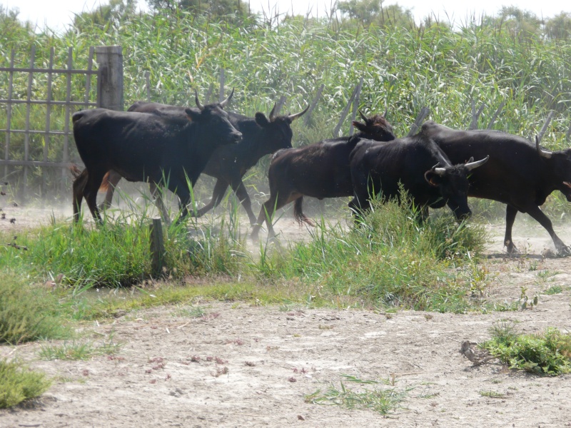 Taureaux et Vaches en pays  P1020914
