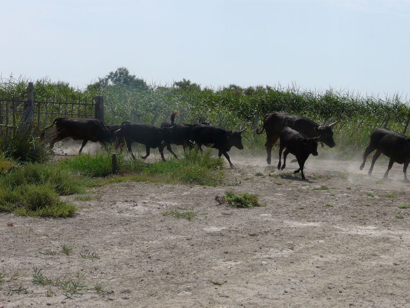 Taureaux et Vaches en pays  P1020915