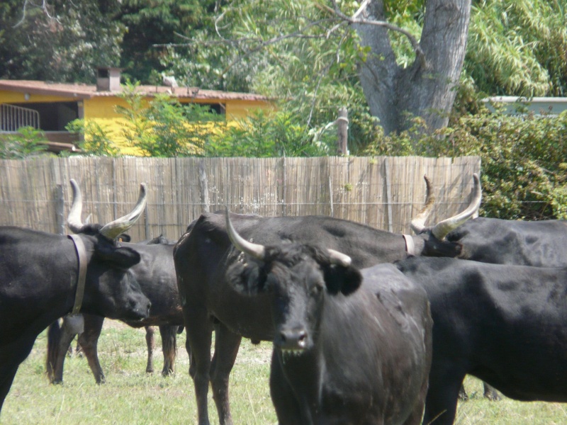 Taureaux et Vaches en pays  P1020916