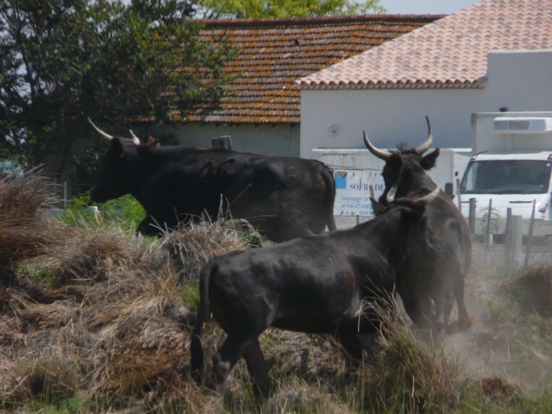 Taureaux et Vaches en pays  P1020918