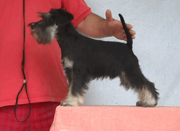 New black & silver litter-kennel PACHINO Hummer12