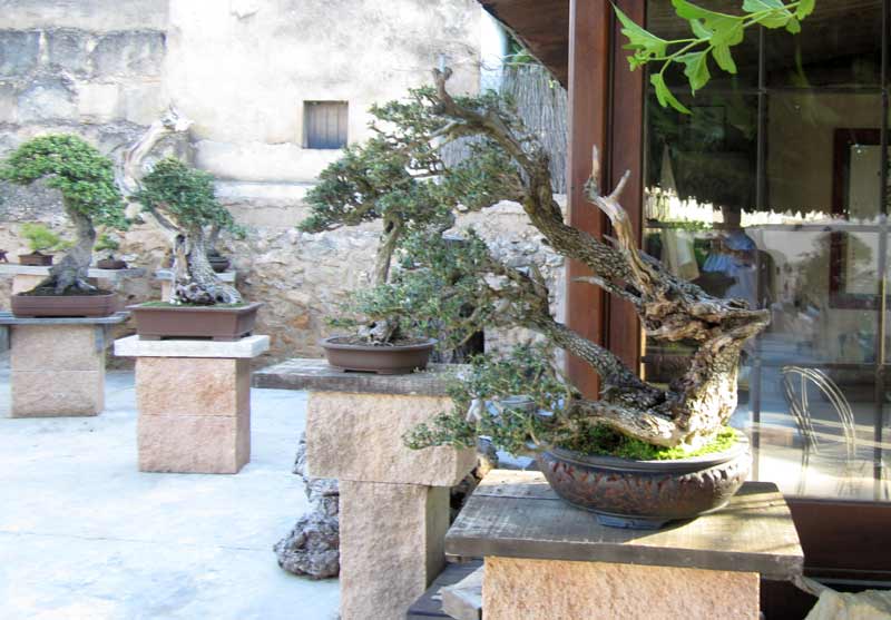 A visit to The garden of the master of Olive Bonsai Angel Mota Am-bon12