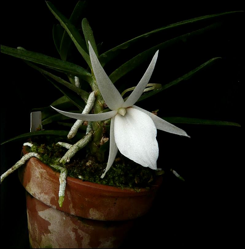 Angraecum didieri Angrae10