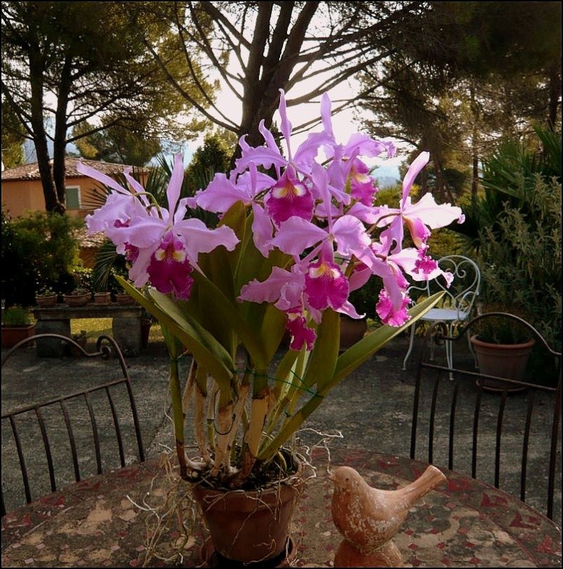 Cattleya warscewiczii Cattle20