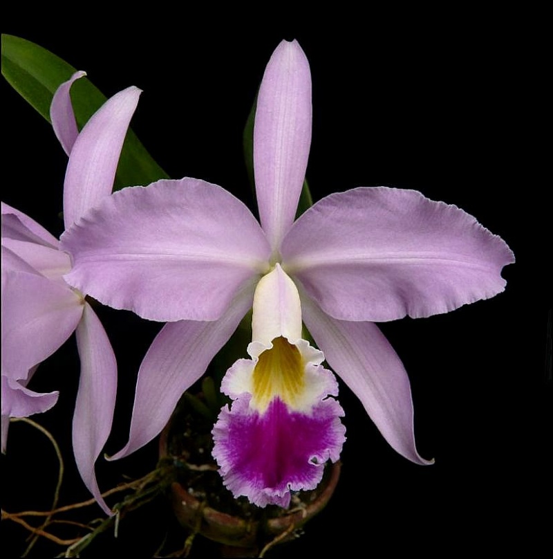 Cattleya gaskelliana Cattle23