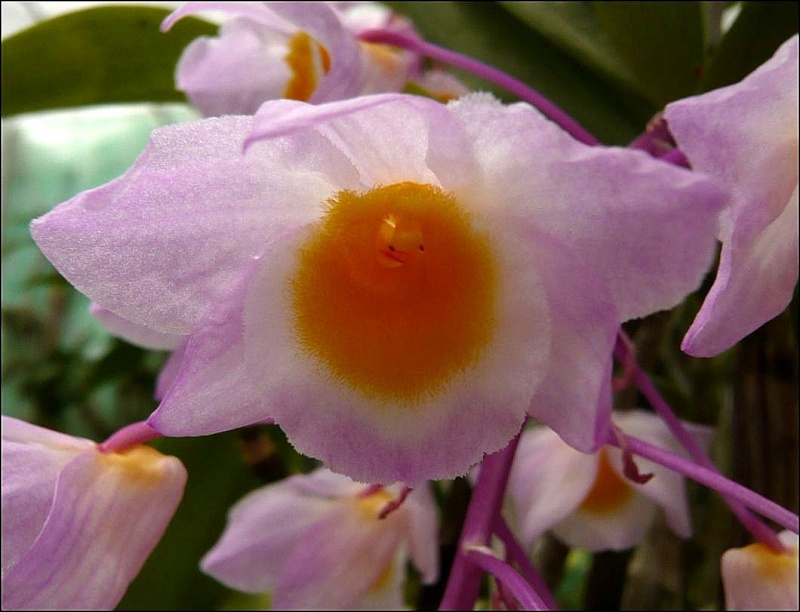 Dendrobium amabile Dendro12