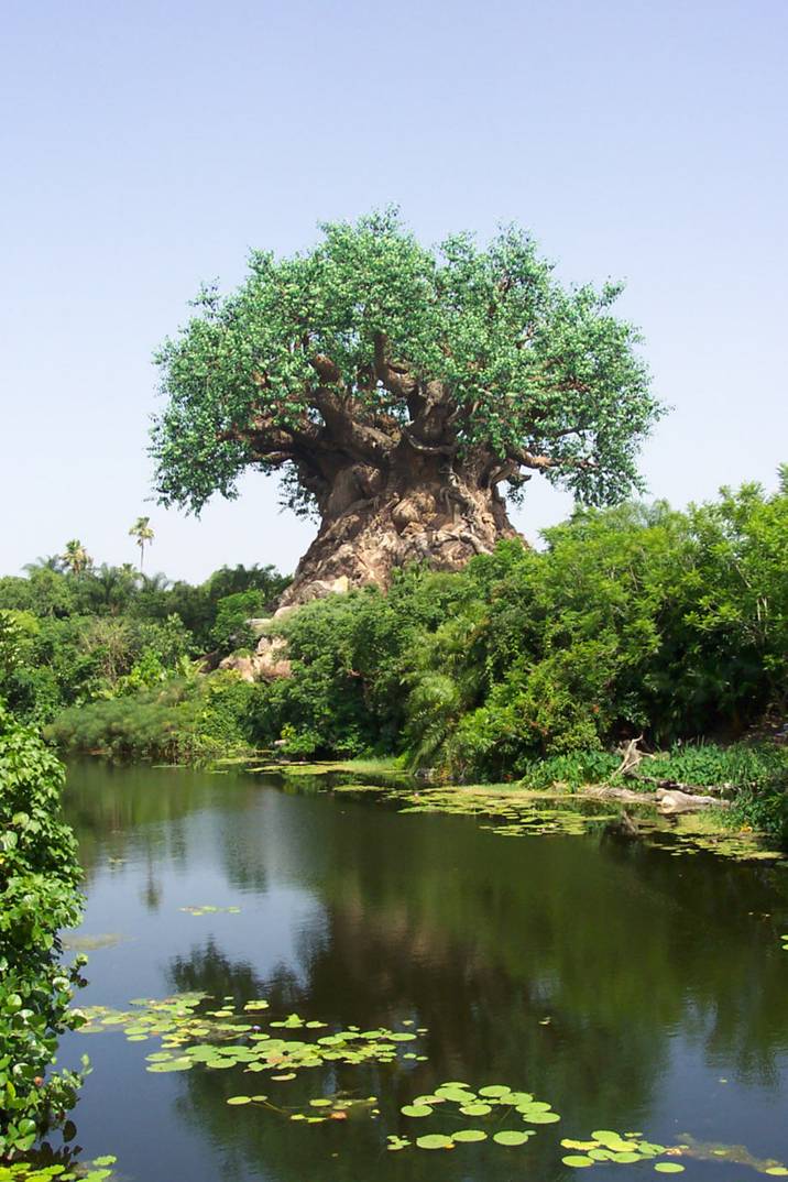 ♥♫♥ الشجرة الغامضة - الهند ♥♫♥  Image010