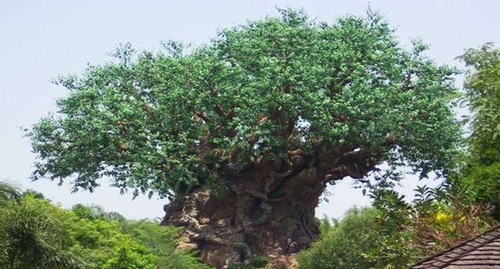 ♥♫♥ الشجرة الغامضة - الهند ♥♫♥  Image011